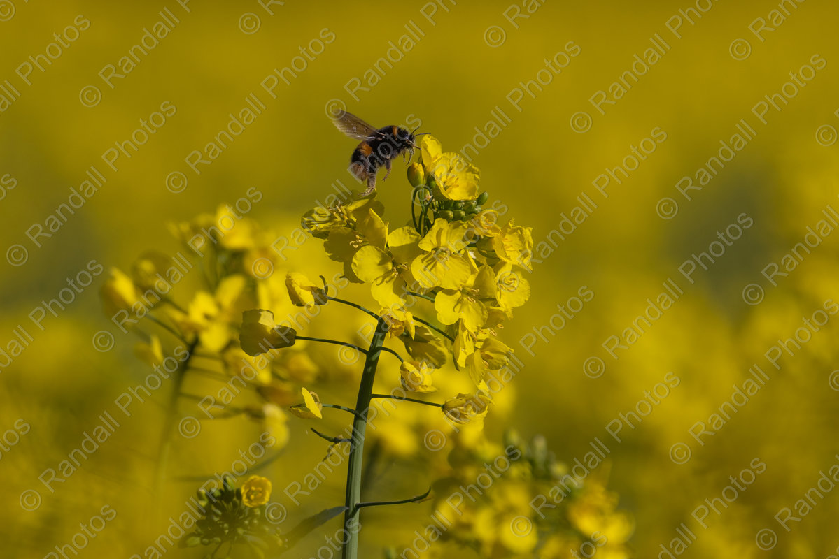 Amid the Oil Seed Rape Field 