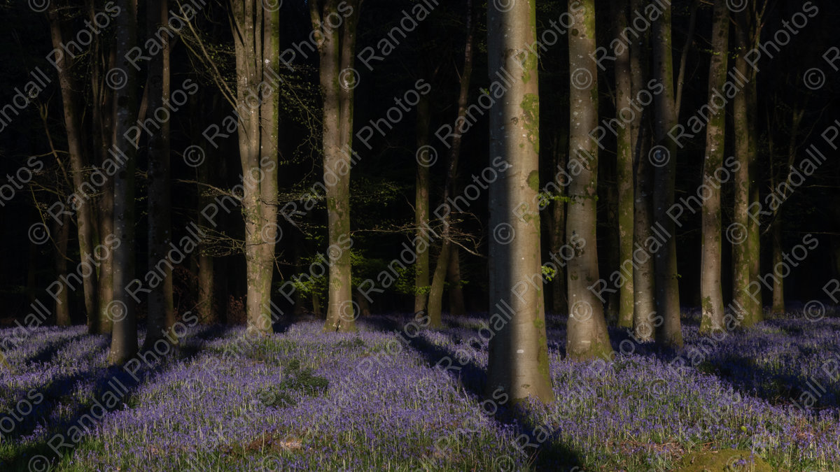 Bluebells