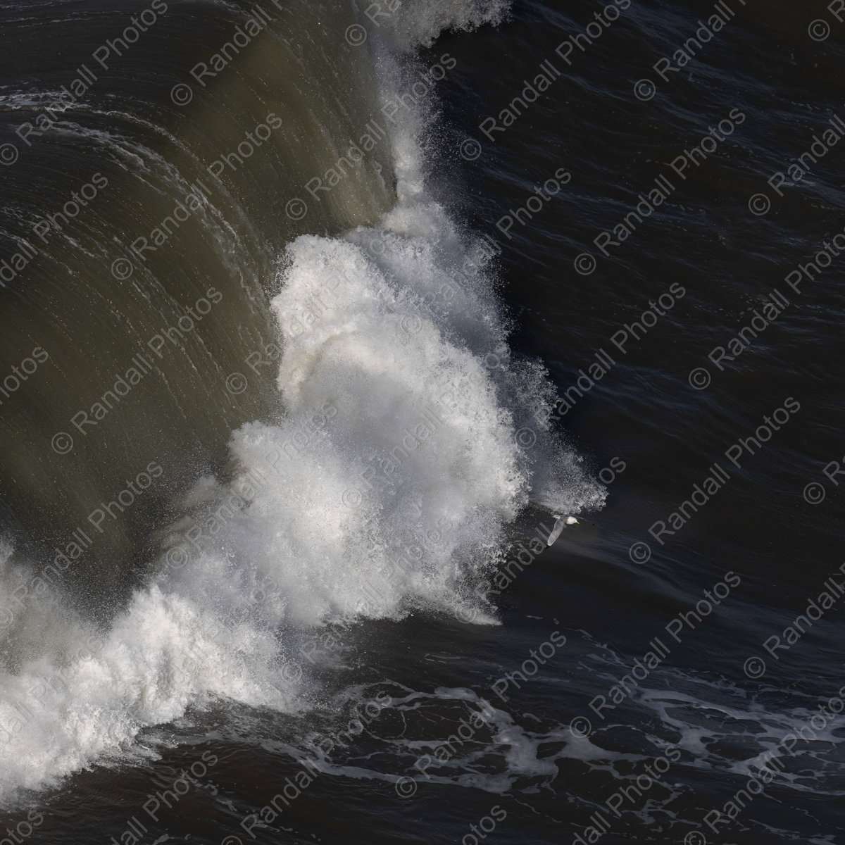 A Moment Caught in Time.