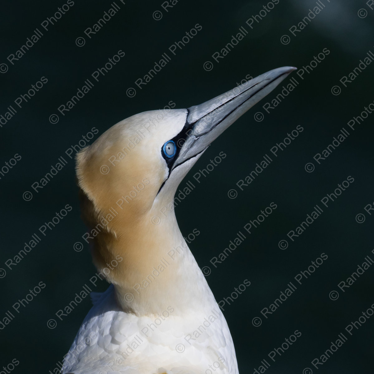 Northern Gannet