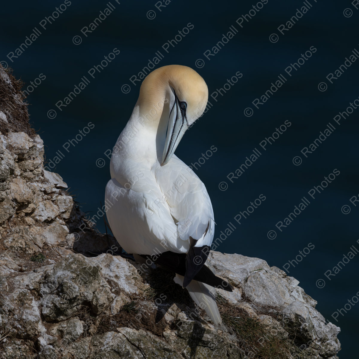 To preen or not to preen.....