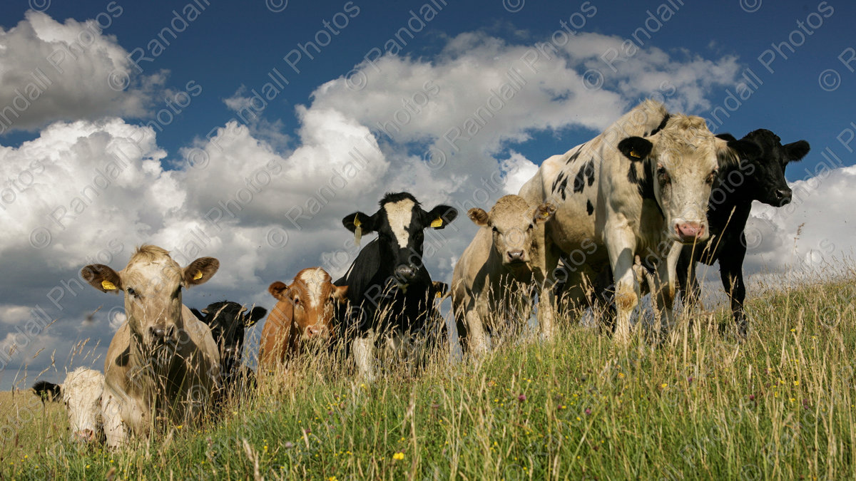Inquisitive cows
