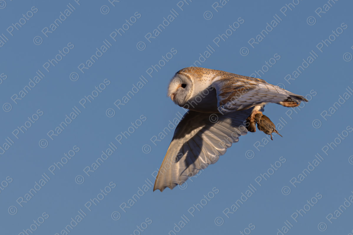 Barn Owl fly past