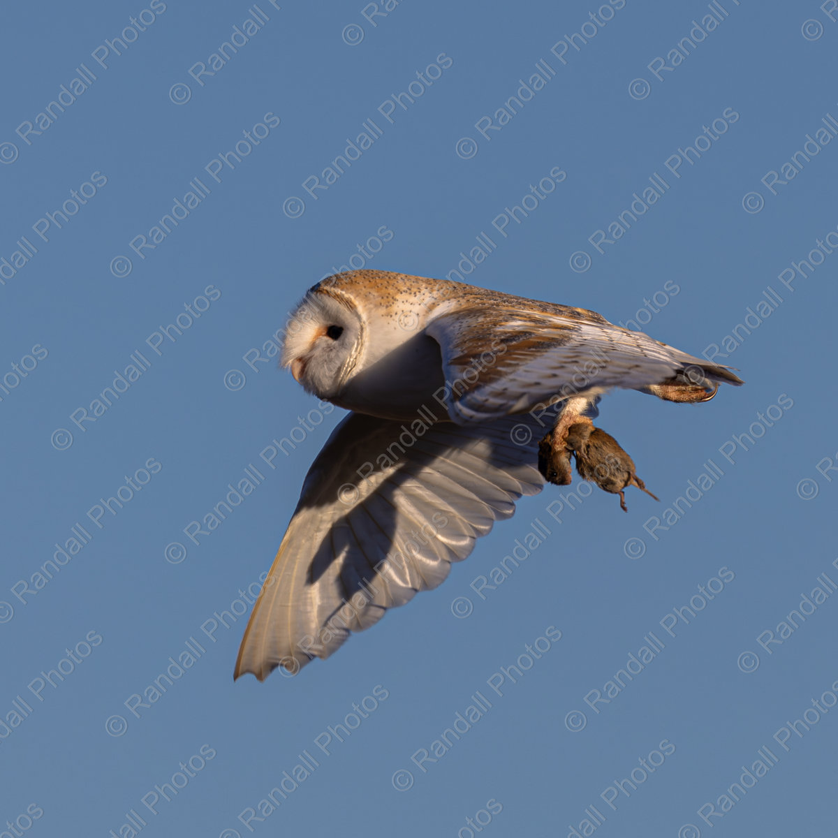 Barn Owl fly past (square)