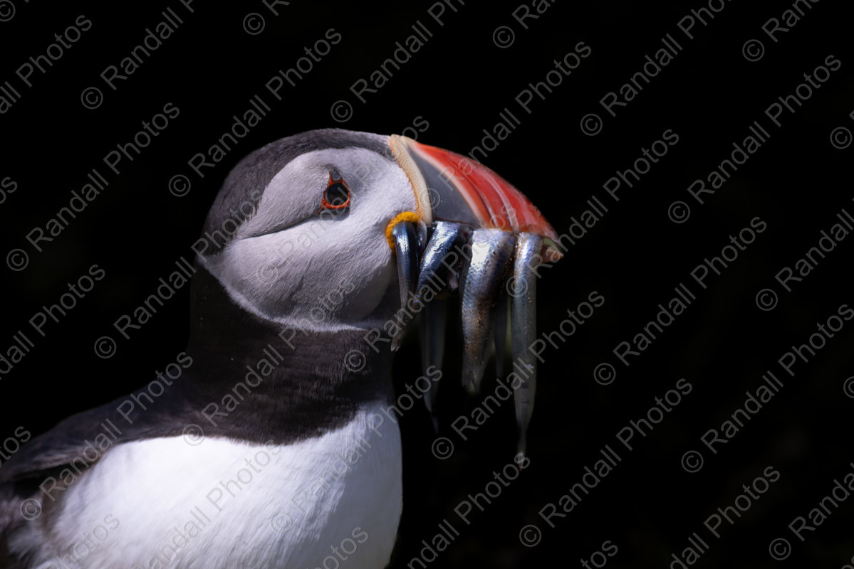 Puffin