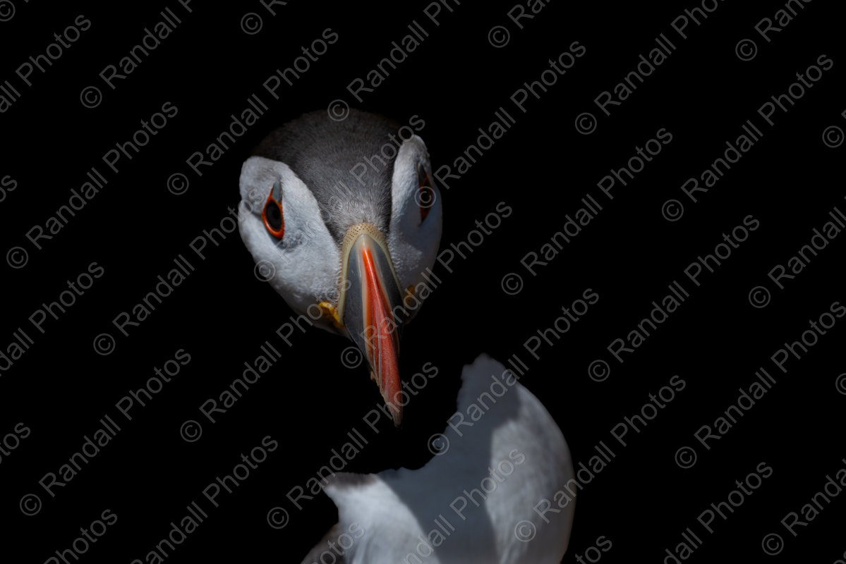 Puffin portrait