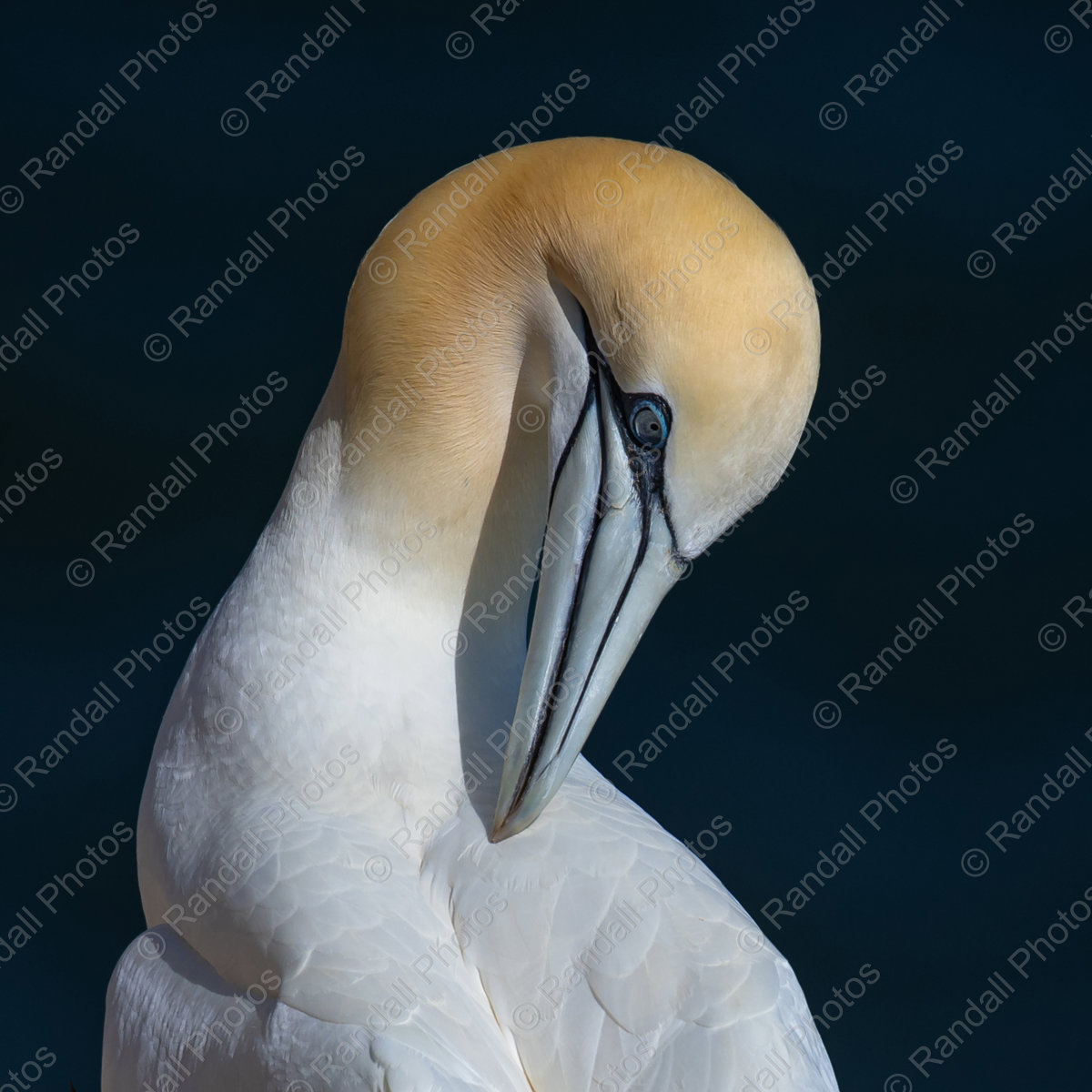 Northern Gannet