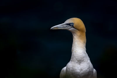 Northern Gannet