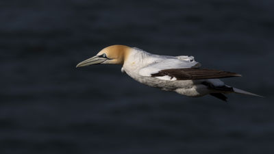 Northern Gannet