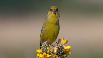 Green Finch