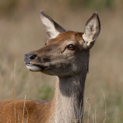 Female Red deer 