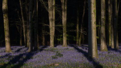 Bluebells in Spring