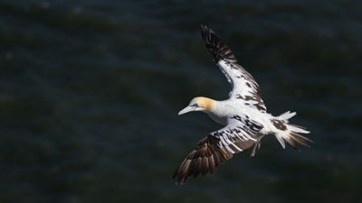 Northern Gannet