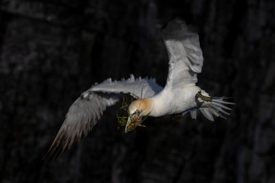 Northern Gannet