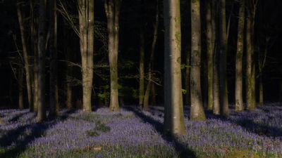 Bluebells