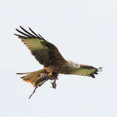 Redkite6wa