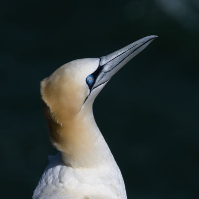 Northern Gannet