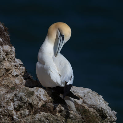 To preen or not to preen.....