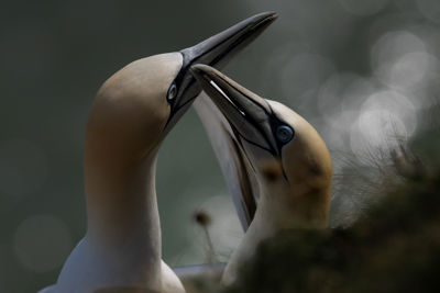 Northern Gannet