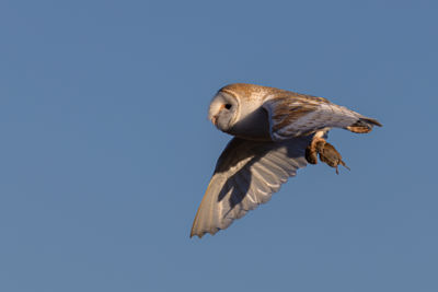Barn Owl fly past