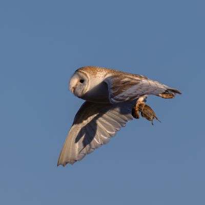 Barn Owl fly past (square)