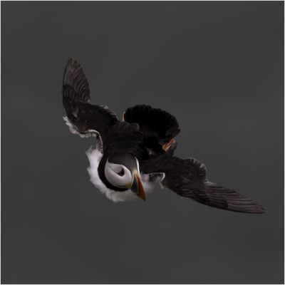 Puffin soaring