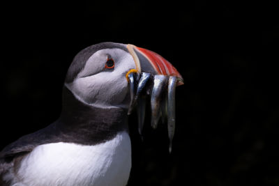 Puffin