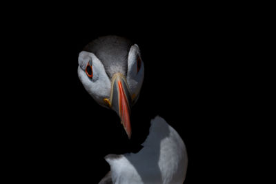 Puffin portrait