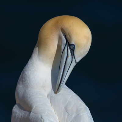 Northern Gannet